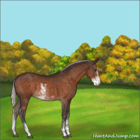 Horse Color:Silver Brown Sabino 