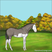 Horse Color:Grullo Roan Splash 