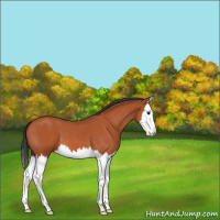 Horse Color:Bay Roan Splash 