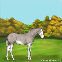 Horse Color:Silver Grullo Roan Splash 