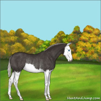 Horse Color:Gray Silver Black Splash Rabicano 