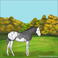 Horse Color:Blue Roan Splash Appaloosa Rabicano 
