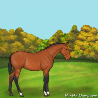 Horse Color:Bay Rabicano 
