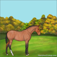 Horse Color:Bay Roan 
