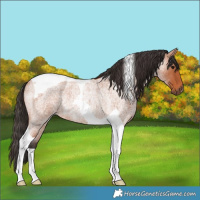 Horse Color:Bay Roan Tobiano Rabicano 
