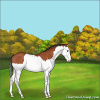 Horse Color:Bay Splash Rabicano 
