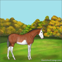 Horse Color:Bay Splash Rabicano 