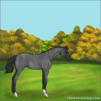 Horse Color:Blue Roan 