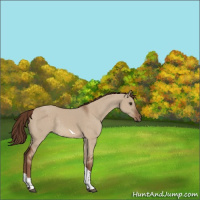 Horse Color:Liver Red Dun Tobiano Rabicano 