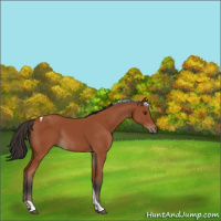 Horse Color:Bay Tobiano Rabicano 