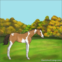 Horse Color:Buckskin Splash Tobiano Rabicano 