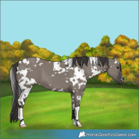 Horse Color:White Spotted Smoky Grullo