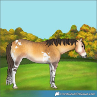 Horse Color:Buckskin Onyx Tobiano