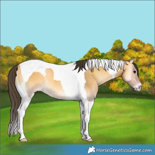 Horse Color:Buckskin Roan Onyx Tobiano 