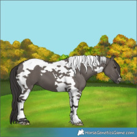 Horse Color:Smoky Grullo Tobiano