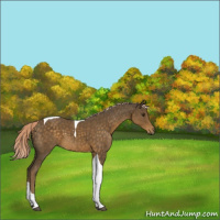 Horse Color:Chocolate Palomino Tobiano 