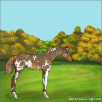 Horse Color:White Spotted Chocolate Palomino