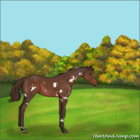 Horse Color:White Spotted Liver Chestnut 