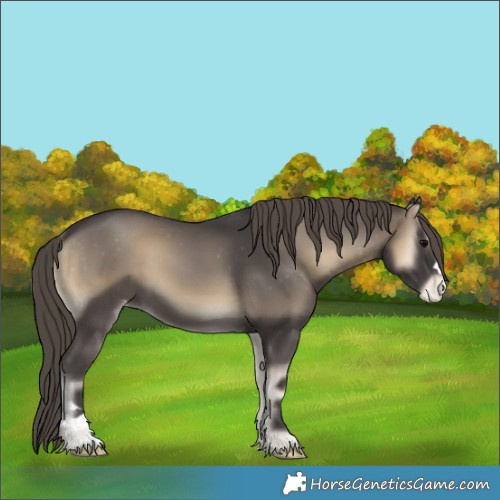 Horse Color:Smoky Blue Onyx Appaloosa 