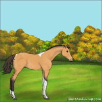 Horse Color:Buckskin Tobiano 
