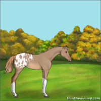 Horse Color:Red Dun Tobiano Appaloosa 