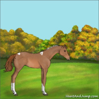 Horse Color:Chestnut Tobiano