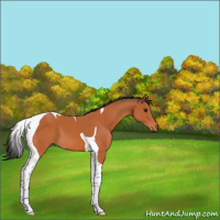 Horse Color:Bay Tobiano 