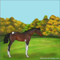 Horse Color:Gray Bay Tobiano 