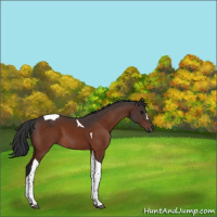 Horse Color:Bay Tobiano