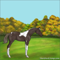 Horse Color:Liver Chestnut Tobiano 
