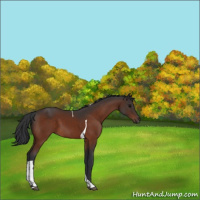 Horse Color:Bay Tobiano