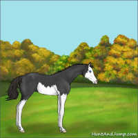 Horse Color:Liver Red Roan Splash 