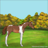 Horse Color:Chestnut Tobiano 