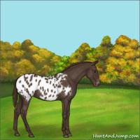 Horse Color:Liver Red Roan Appaloosa