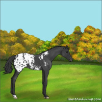 Horse Color:Blue Roan Appaloosa 
