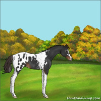 Horse Color:Gray Liver Chestnut Sabino Tobiano Appaloosa 