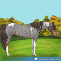 Horse Color:Liver Red Roan Tobiano Appaloosa 