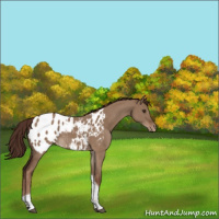 Horse Color:Liver Red Dun Tobiano Appaloosa 