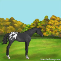 Horse Color:Black Appaloosa