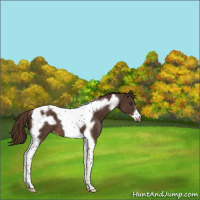 Horse Color:Liver Chestnut Tobiano Frame Appaloosa 
