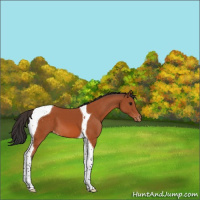 Horse Color:Bay Tobiano Appaloosa 
