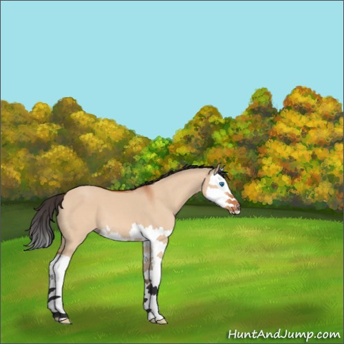 Horse Color:Brown Dun Splash 