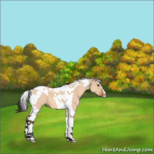 Horse Color:Brown Dun Tobiano 
