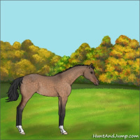 Horse Color:Brown Dun Appaloosa 