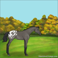 Horse Color:Grullo Appaloosa 