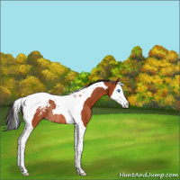 Horse Color:Bay Splash Tobiano Appaloosa Rabicano 