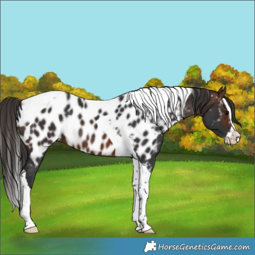 Horse Color:Brown Splash Tobiano Appaloosa Rabicano 