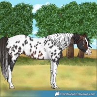 Horse Color:Brown Splash Tobiano Near Leopard Rabicano