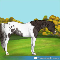 Horse Color:Liver Chestnut Tobiano Blanket Rabicano 