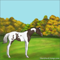 Horse Color:Liver Chestnut Tobiano Appaloosa 